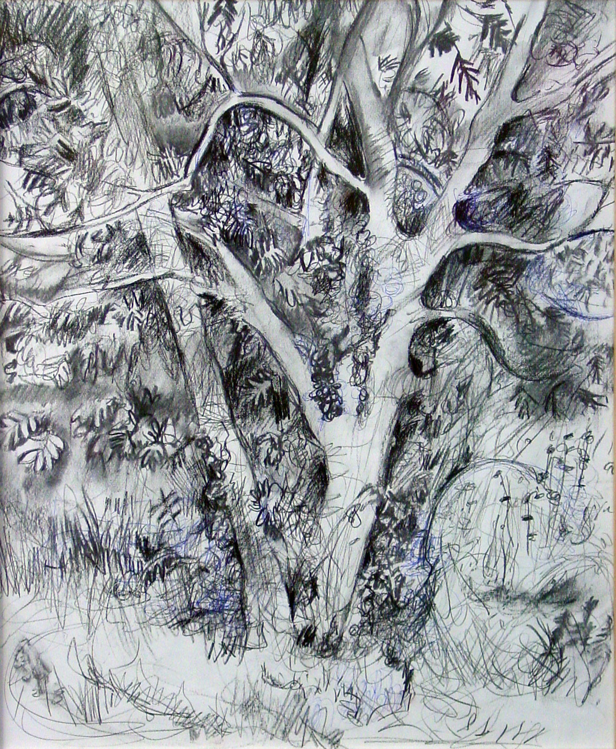 Ash Tree - 2007 - Pen, mixed media on Paper - 40 X 50 cm