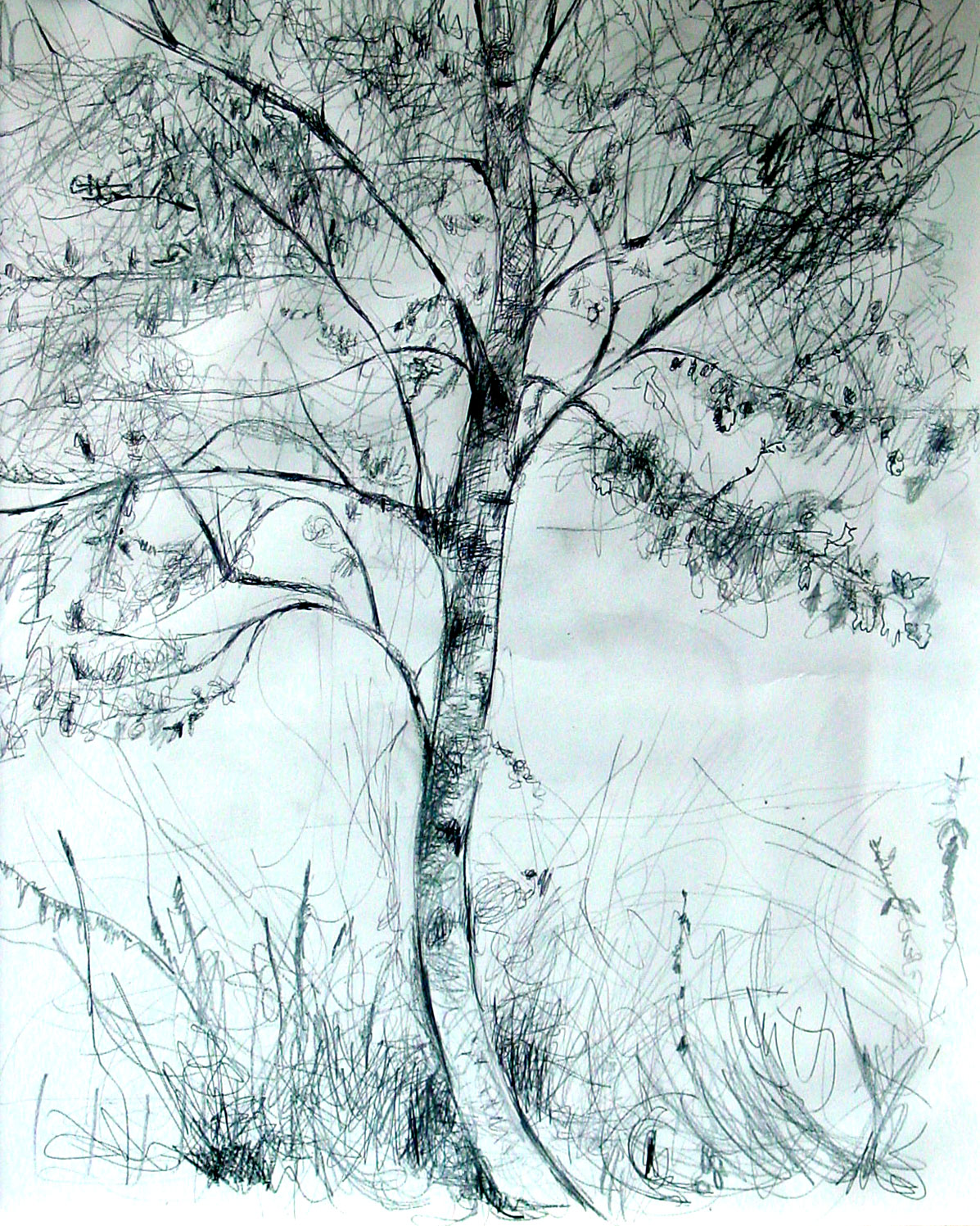 White Poplar - 2007 - Pen, mixed media on Paper - 40 X 50 cm